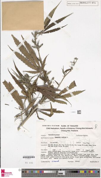File:Maxwell 93-943 specimen L1592610.jpg