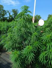 Tall, leafy cannabis plants in a field next to a white measuring pole, with a face masked out
