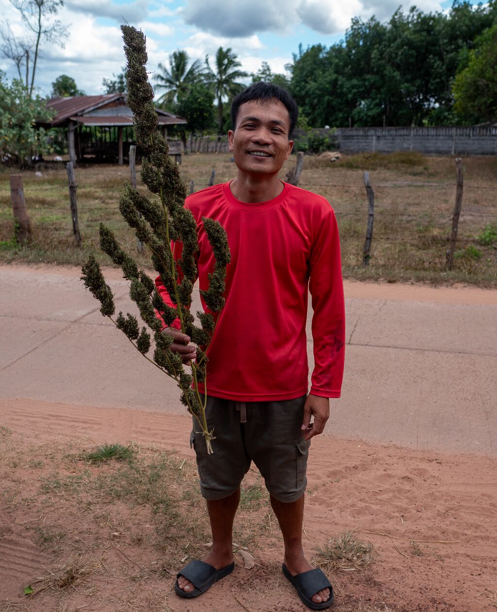 Krabangkham 'Squirrel Tail' Selection 2023