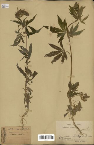 Digitised herbarium sheet with two Cannabis plants with their roots and palmate leaves, one with a flowering top, a printed field label of the Pelliot and Vaillant mission and a Paris museum label.