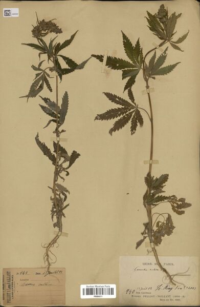 File:Pelliot 440 specimen P06884311.jpg