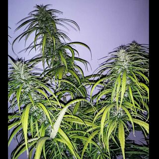 Several tall cannabis flower tops with long narrow leaves, lit against a pale wall