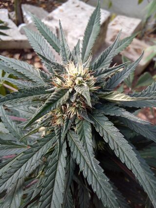 Compact cannabis plant with dark, narrow leaflets and a flowering top, outdoors on stony ground