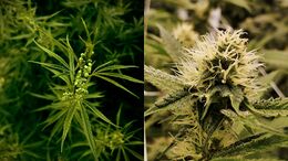 Two cannabis flowering shoots side by side; the left bears clustered pollen sacs, the right bears paired white stigmas emerging from bracts.