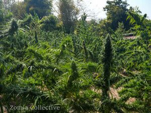 Phu-Phan-habitat-01.jpg