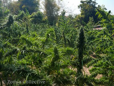 A cannabis field in flower in the Phu Phan hills, January 2025.