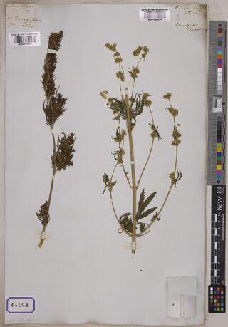 Digitised herbarium sheet with two Cannabis stems, a dense female flowering top on the left and a slender, branched male stem on the right, each with a small handwritten slip, and a printed box reading 4665.B at the lower left.