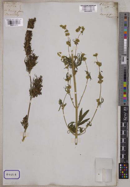 File:Wallich 4665B specimen K001039633.jpg