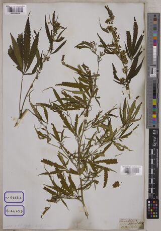 Digitised herbarium sheet with two branched, leafy Cannabis stems, printed boxes reading a = 4665.E and b = 4665.D at the lower left, and a small handwritten slip at the lower right.