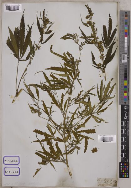 File:Wallich 4665D specimen K001039637.jpg