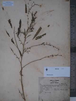 Digitised herbarium sheet of a pressed Cannabis sativa branch with a printed School of Pharmacy, Bangkok label.