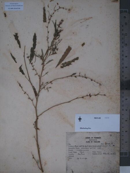 File:CU-MN 20162536 specimen.jpg