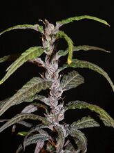 A single upright cannabis stem with small purple-tinged flower clusters and long, narrow drooping leaves, against a black background