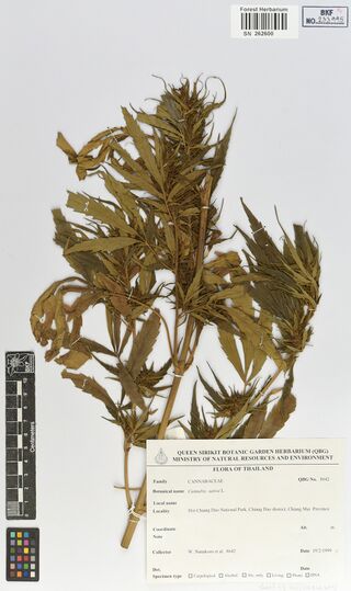 Digitised herbarium sheet with leafy, flowering Cannabis sativa shoots and a printed Queen Sirikit Botanic Garden label.