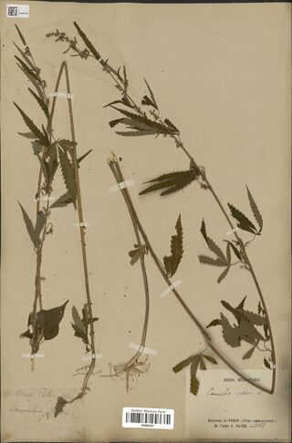 Digitised herbarium sheet with two whole Cannabis plants on slender stems, with their roots and palmate leaves, a printed Paris museum label and a pencil slip under a leaf.
