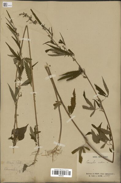 File:David s.n. specimen P06884297.jpg