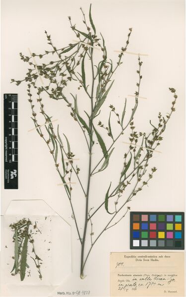 File:Hummel 908 specimen S-GH-4807.jpg