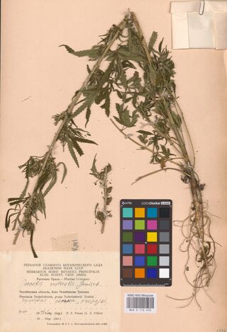 Digitised herbarium sheet with a tall, much-branched leafy Cannabis plant with its roots, a paper envelope at the top right, a colour chart and a printed label at the foot.