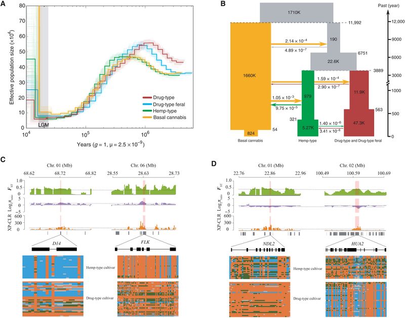 Phylogenetics of Cannabis