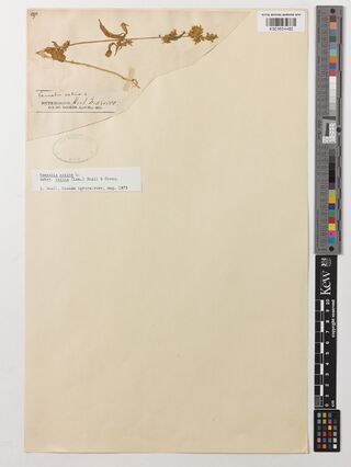 Digitised herbarium sheet with a single flowering stem of Cannabis sativa on a part-sheet at the upper left, a printed collection label reading South Marocco and a typed determination slip.
