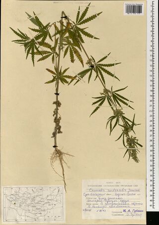 Digitised herbarium sheet with a single uprooted Cannabis stem with palmate leaves and flowers along its length, a printed Mongolian label and a small map of Mongolia at the foot.