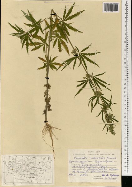 File:Gubanov 9573 specimen MW0175117.jpg
