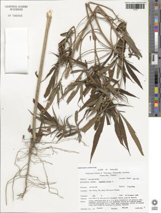 Digitised herbarium sheet with a whole fruiting Cannabis sativa plant, its root system spread across the lower sheet, and a typed label.