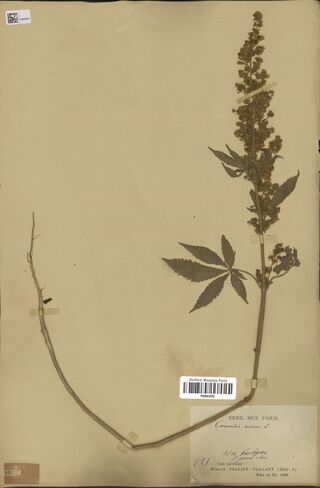 Digitised herbarium sheet with a long Cannabis stem, bent at the base, with a dense flowering top and one large palmate leaf, and a Paris museum label of the Pelliot-Vaillant mission.