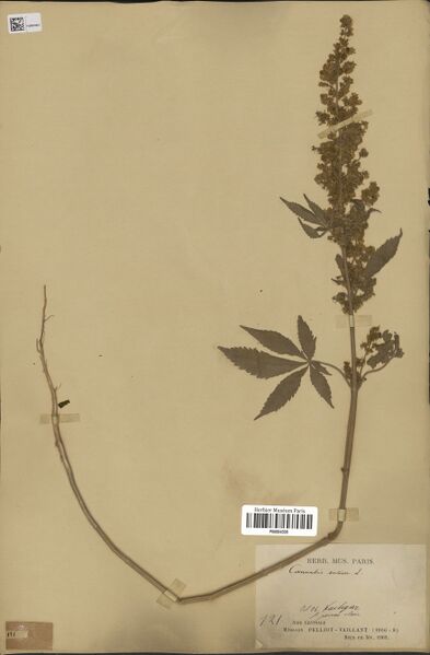 File:Pelliot 121 specimen P06884308.jpg