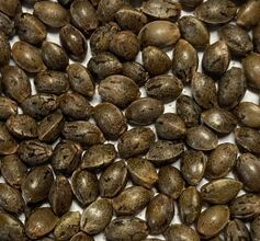 Pile of grey-brown mottled cannabis seeds