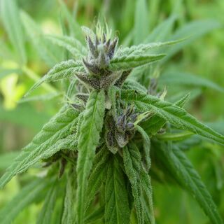 Close view of an early cannabis flower top with narrow, hairy leaves and dark bracts