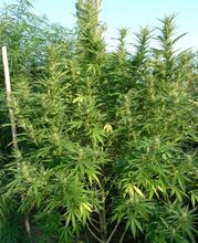 Stand of tall, thin cannabis plants next to a white pole