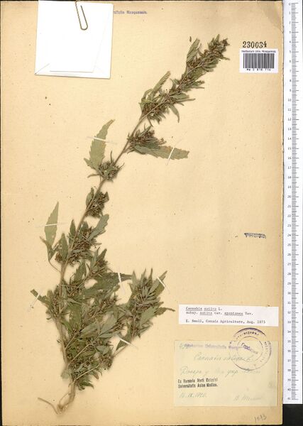File:Titov s.n. specimen MW0818716.jpg