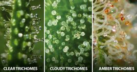 Three magnified cannabis glandular trichome heads in a row: the first a clear translucent resin head, the second cloudy and milky white, the third turned amber brown.