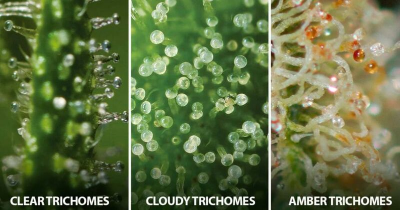 File:Cannabis-trichome-maturation-stages.jpg