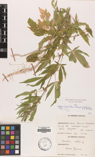 File:Hewer 1411 specimen E00405508.jpg