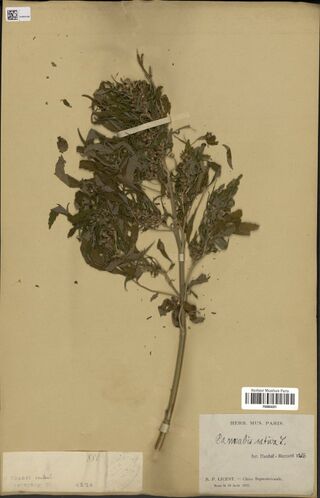 Digitised herbarium sheet with a Cannabis stem ending in a leafy top of crowded, crumpled leaves, Licent's handwritten label and a Paris museum label.