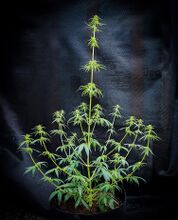 Tall, sparse cannabis plant with long side branches against a dark backdrop