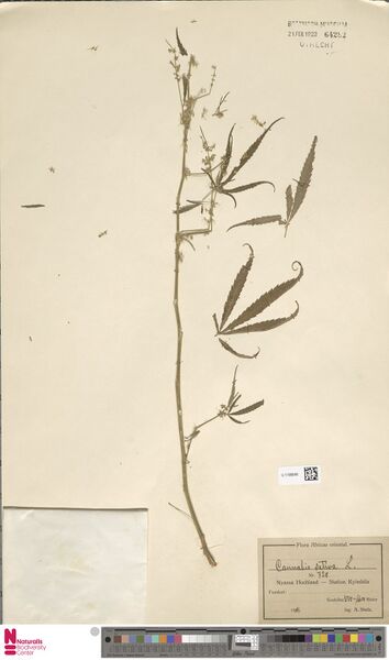 File:Stolz 720 specimen U.1198646.jpg