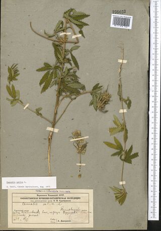 Digitised herbarium sheet on blue-grey paper with two Cannabis plants, a branched leafy one at the left and a slender one at the right, and a printed expedition label completed by hand at the lower right.