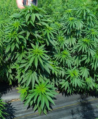 Dense, broad-leafed young cannabis plants on plastic mulch, beside a measuring pole