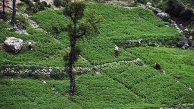 Cannabis cultivation terraces in the Rif Mountains of northern Morocco.