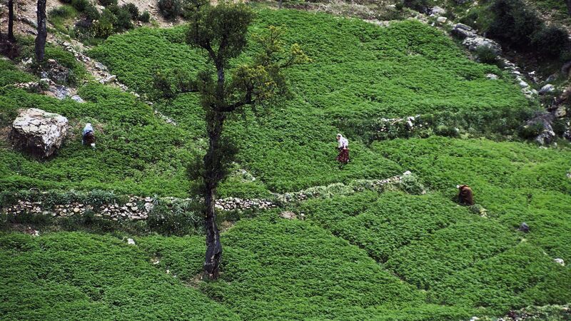 File:Rif-mountains-cannabis-field.jpg