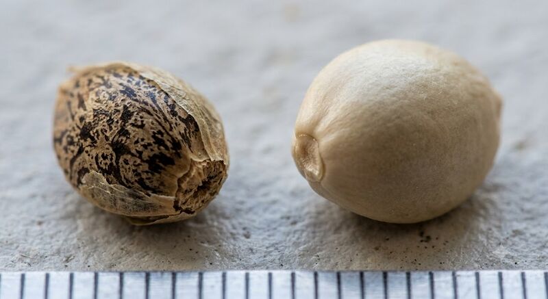 File:Cannabis-wild-type-vs-domesticated-achene.jpg