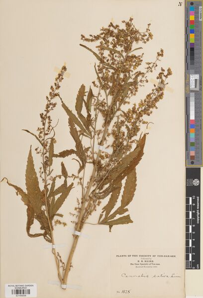 File:Maire 1828 specimen E01459309.jpg