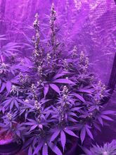 Cannabis plant with white flower clusters lit by purple grow lights