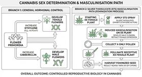 Flow diagram showing ethylene promoting female flowers and gibberellin promoting male flowers, with silver thiosulfate blocking ethylene perception to turn a female plant male, whose X-only pollen yields all-female seed.