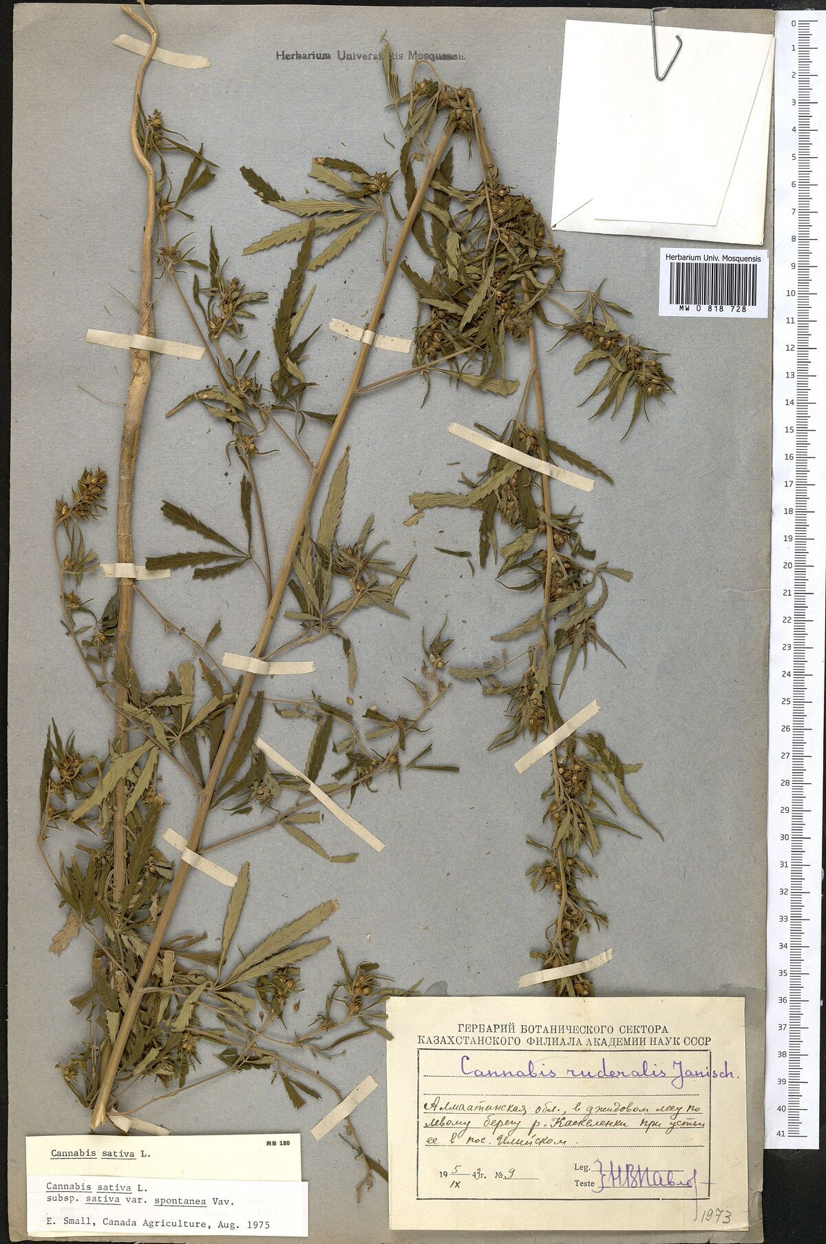 Digitised herbarium sheet on grey paper with several branched, leafy Cannabis stems, an empty envelope at the top right, and a printed label completed in violet ink with typed slips at the foot.