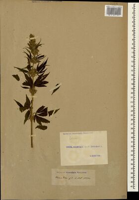 Digitised herbarium sheet with a single leafy cannabis top with dark palmate leaves, and two small labels, one stamped and one handwritten, at the lower right.