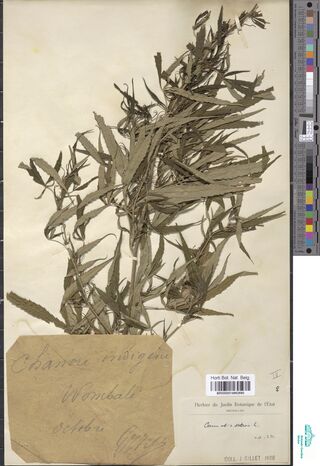 Digitised herbarium sheet with a leafy Cannabis sativa plant above a large brown handwritten label.